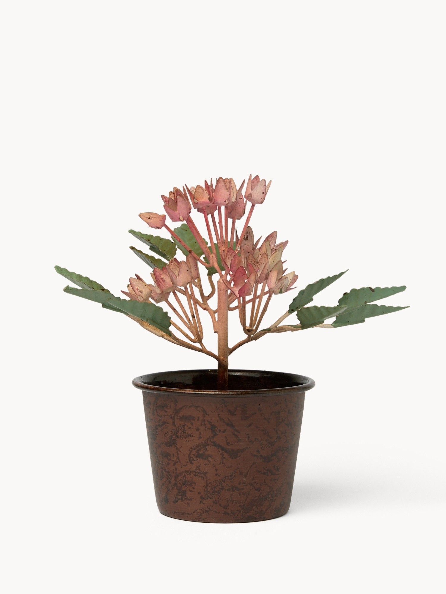 , Rosa, large image number 0