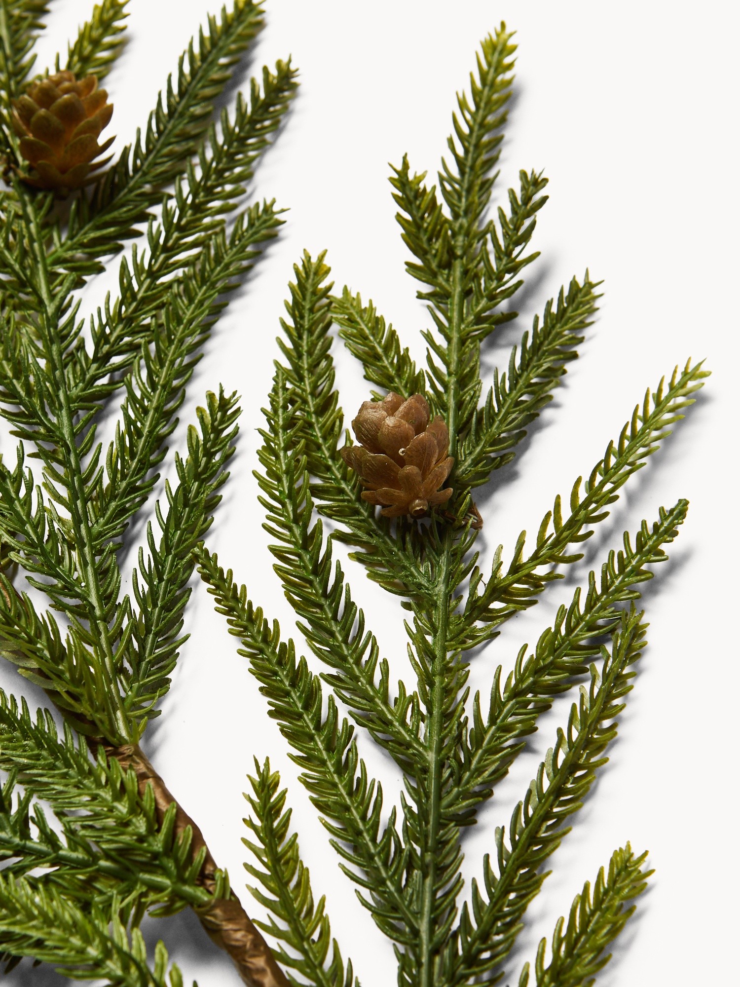 Rametto cryptomeria con pigne, Verde, large image number 1