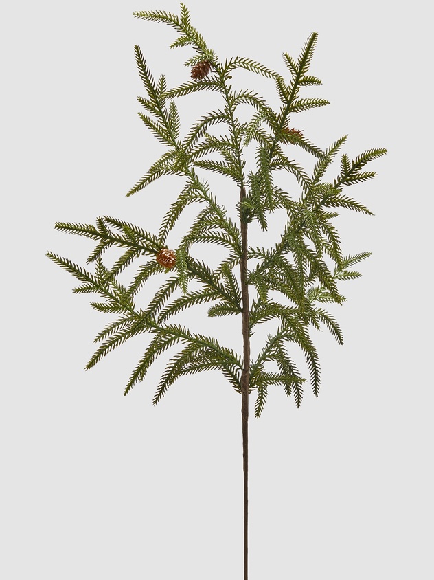 Cryptomeria branch