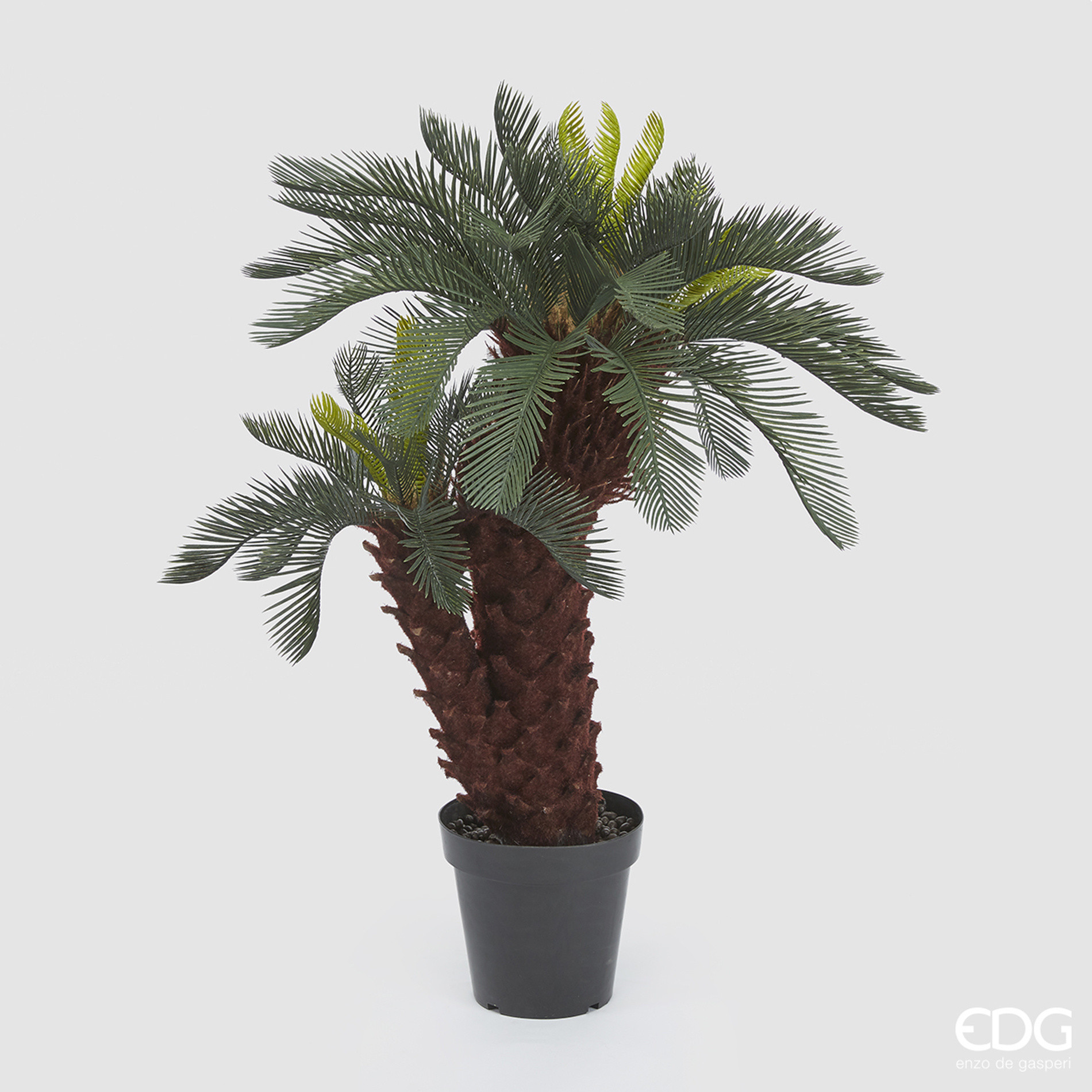 Palm Cycas, Green, large image number 0