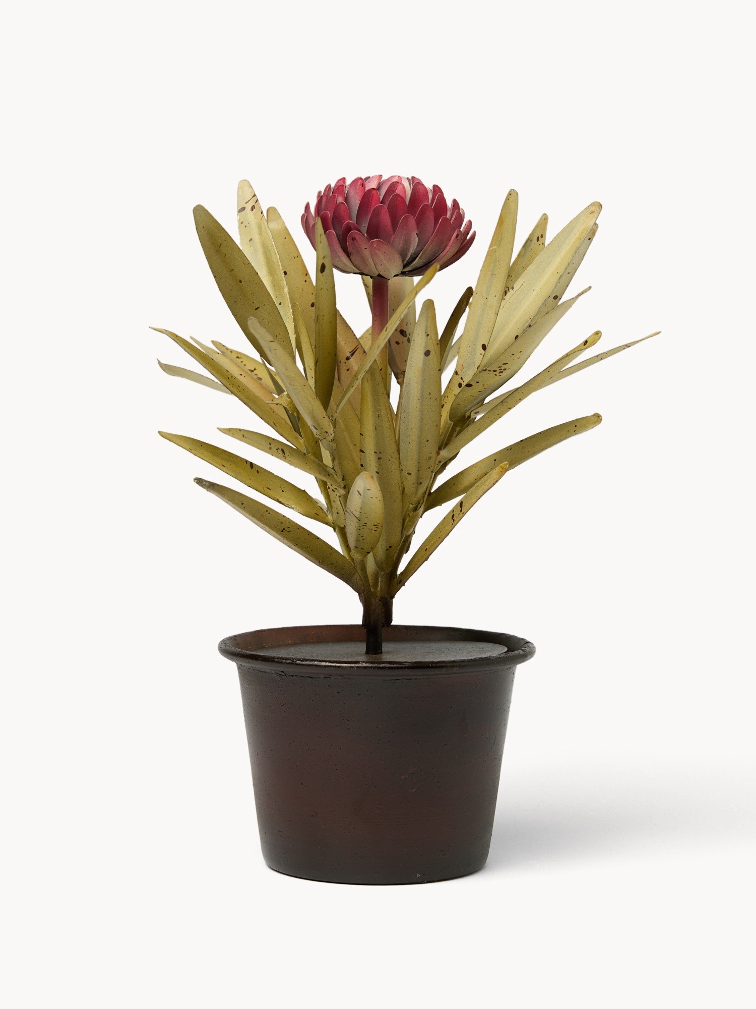 , Rosa, large image number 0