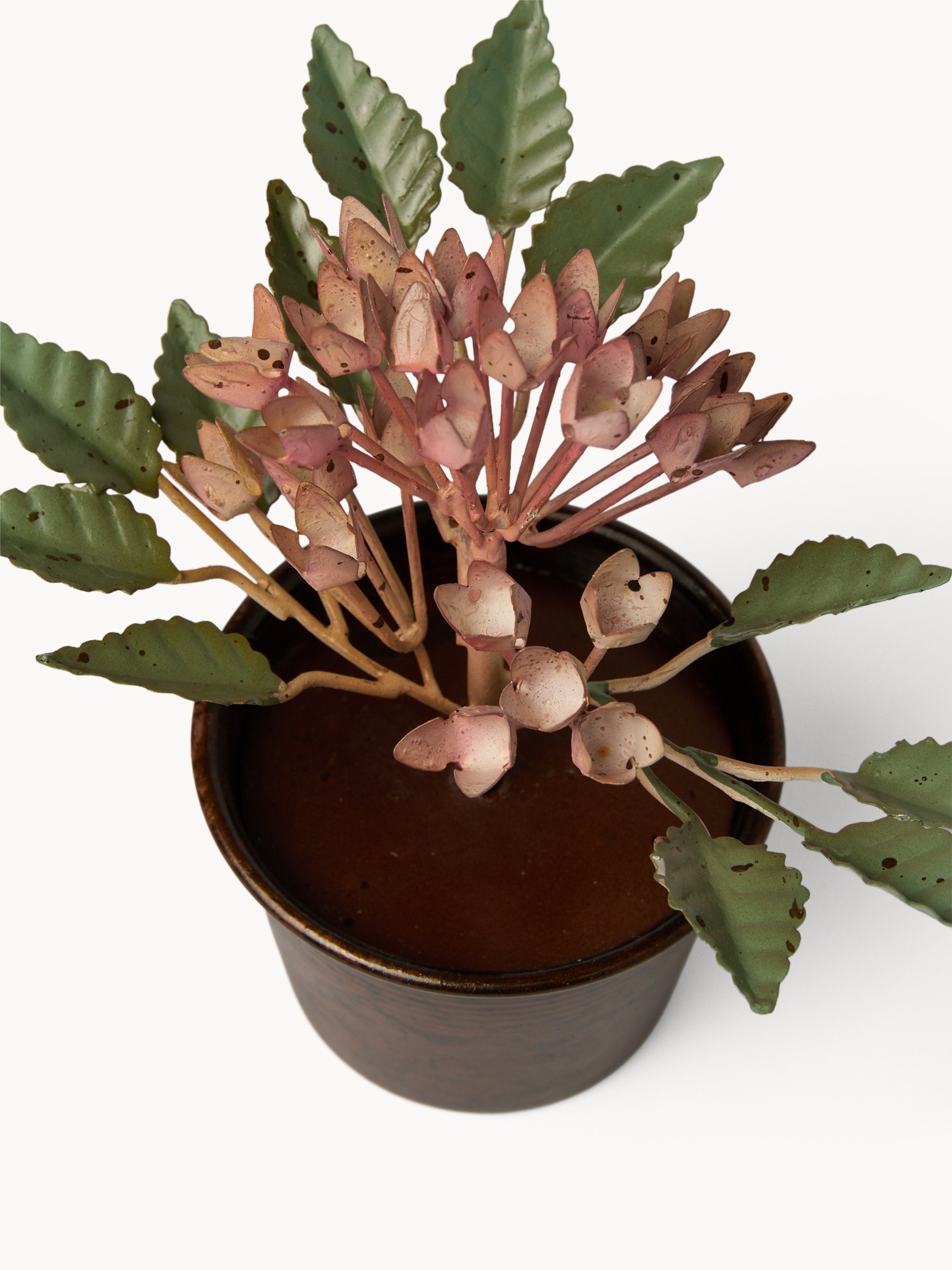 , Rosa, large image number 1