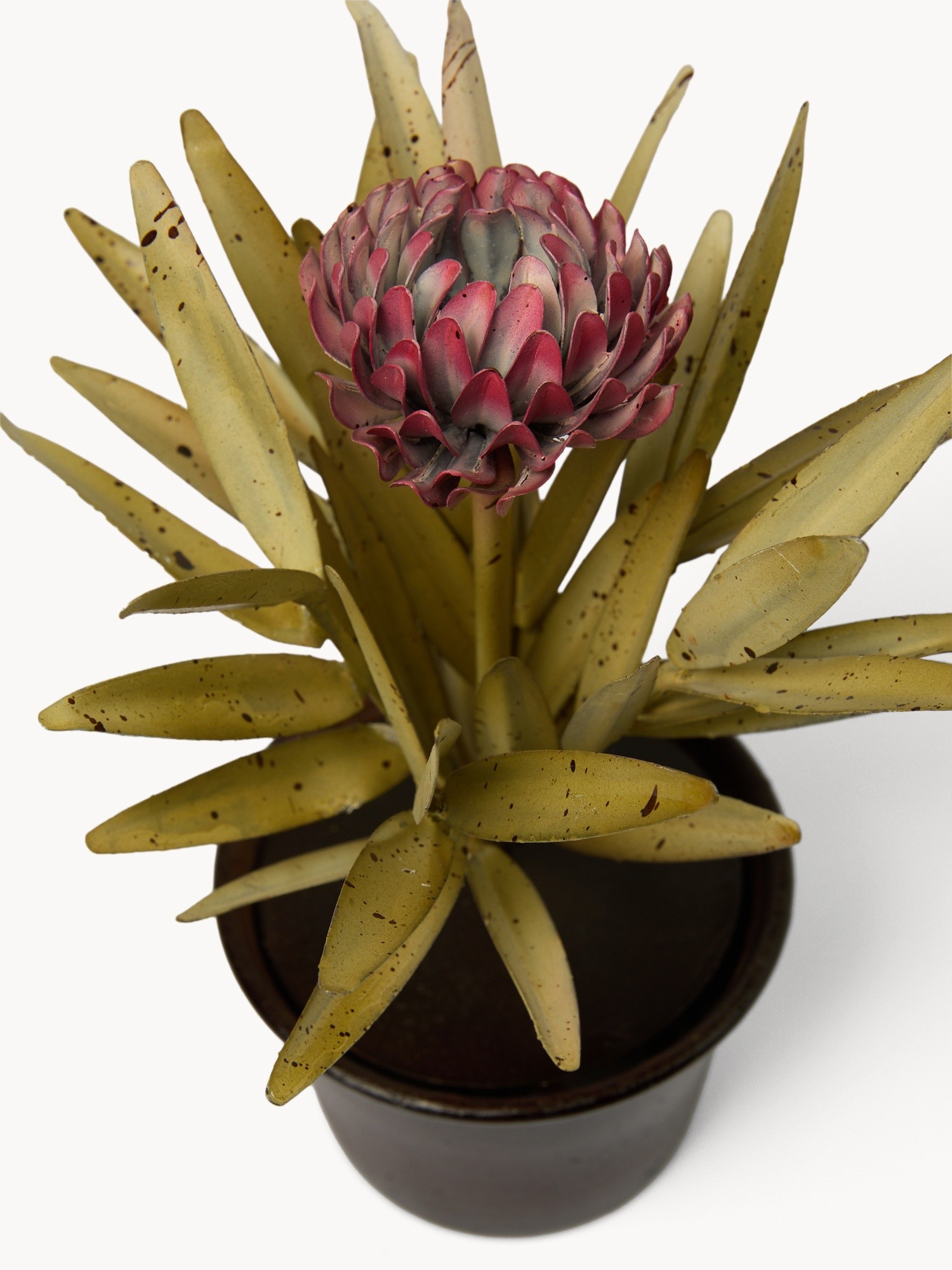 , Rosa, large image number 1